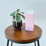 Pink blossom gift pack