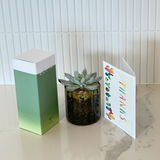Greenery gift pack