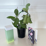 Greenery gift pack