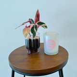Pink blossom gift pack
