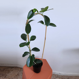 Hoya australis 'Keysii'