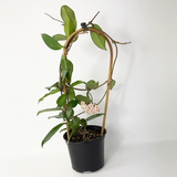 Hoya carnosa