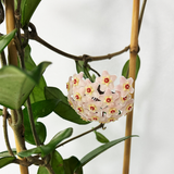 Hoya carnosa