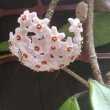 Hoya carnosa