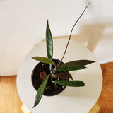 Hoya chimeric minibelle (pink flower)