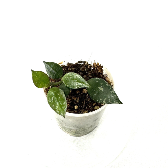 Hoya curtisii