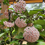 Hoya dasyantha