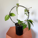 Hoya dasyantha