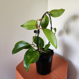 Hoya dasyantha