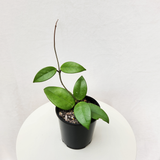 Hoya dasyantha