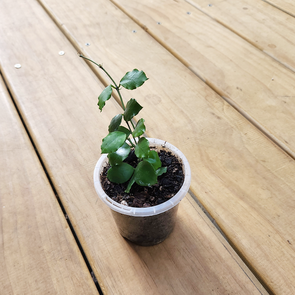 Hoya endauensis