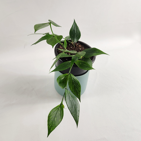 Hoya fishtail (Hoya polyneura)