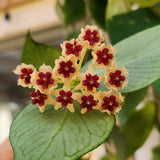 Hoya fishtail (Hoya polyneura)