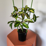 Hoya krimson princess