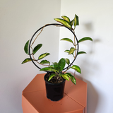 Hoya krimson princess