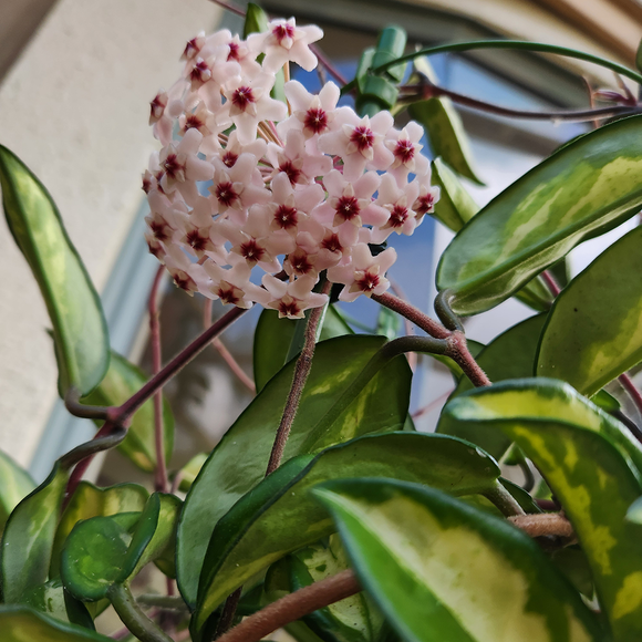 Hoya krimson princess