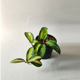 Hoya krimson princess