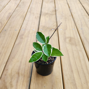 Hoya krimson queen