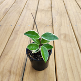 Hoya krimson queen