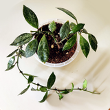 Hoya krohniana splash