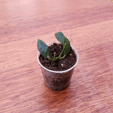 Hoya lacunosa