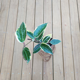 Hoya latifolia 'Albomarginata' (Previously hoya macrophylla 'Albomarginata')