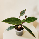 Hoya latifolia 'Albomarginata' (Previously hoya macrophylla 'Albomarginata')