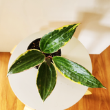 Hoya latifolia 'Albomarginata' (Previously hoya macrophylla 'Albomarginata')