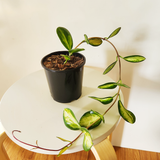 Hoya australis 'Lisa'