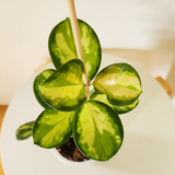 Hoya australis 'Lisa'