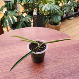 Hoya longiflora