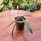 Hoya longiflora