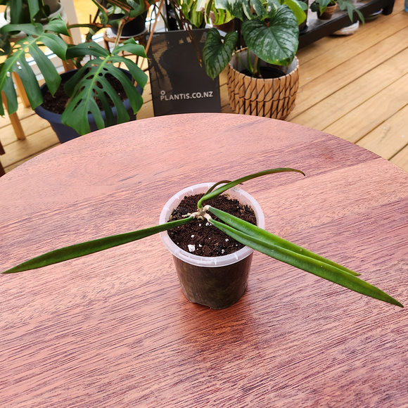 Hoya longiflora
