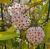 Hoya minibelle