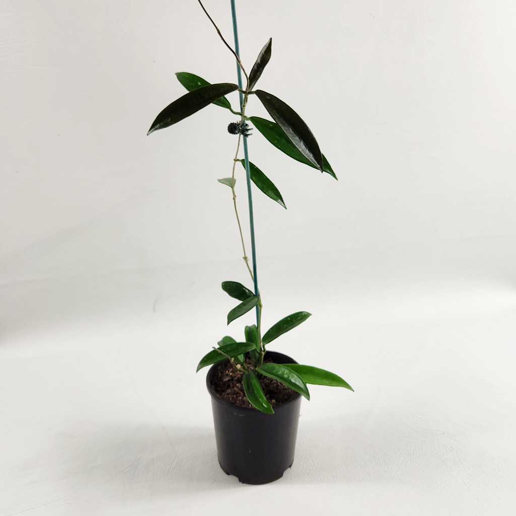 Hoya minibelle – Plantis