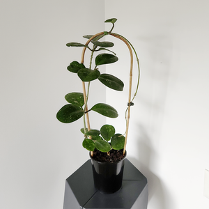 Hoya ovobata