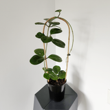 Hoya ovobata