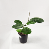 Hoya ovobata
