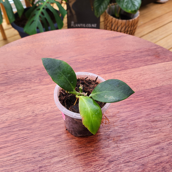 Hoya obscura