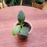 Hoya obscura