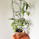 Hoya pubicalyx ‘Red Buttons’