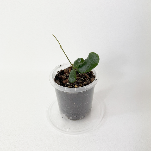 Hoya rotundiflora