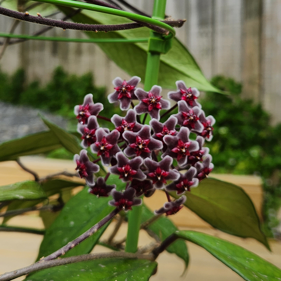 Hoya pubicalyx ‘Red Buttons’