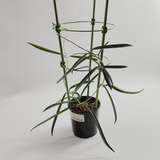 Hoya shepherdii