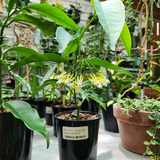 Hoya multiflora 'Shooting star'
