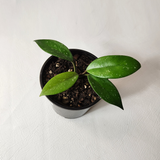 Hoya skinneriana