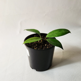 Hoya skinneriana