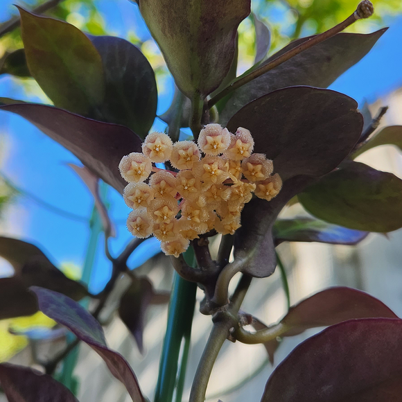 Hoya sunrise