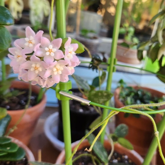 Hoya thomsonii pink