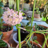 Hoya thomsonii pink